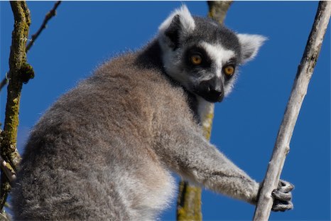 Lemur 0315